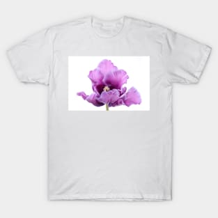 Tulipa  &#39;Blue Parrot&#39;  Parrot Group Tulip T-Shirt